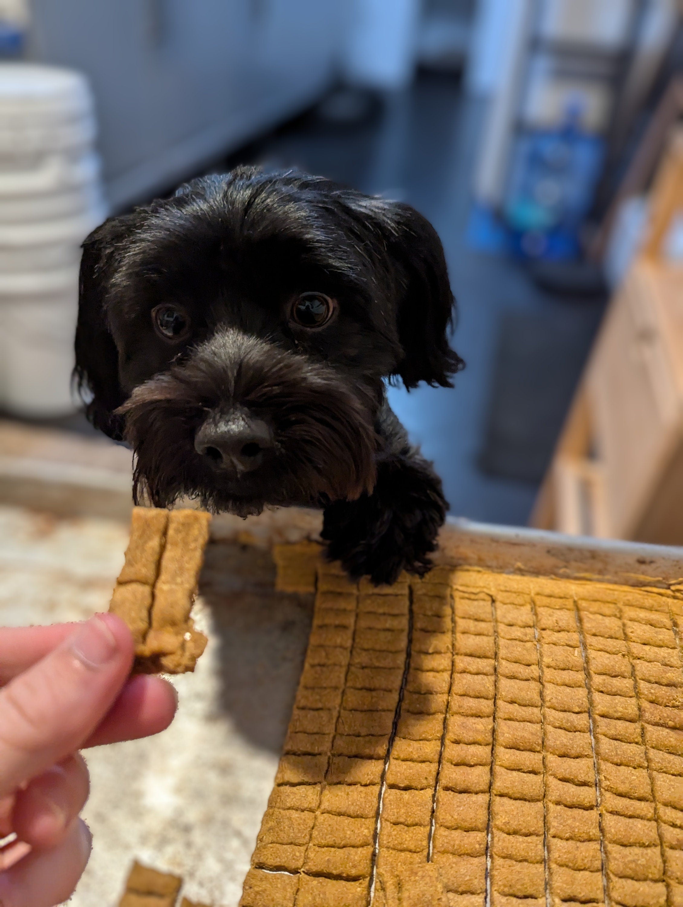Sourdough dog treats hotsell